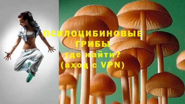 стаф Медногорск